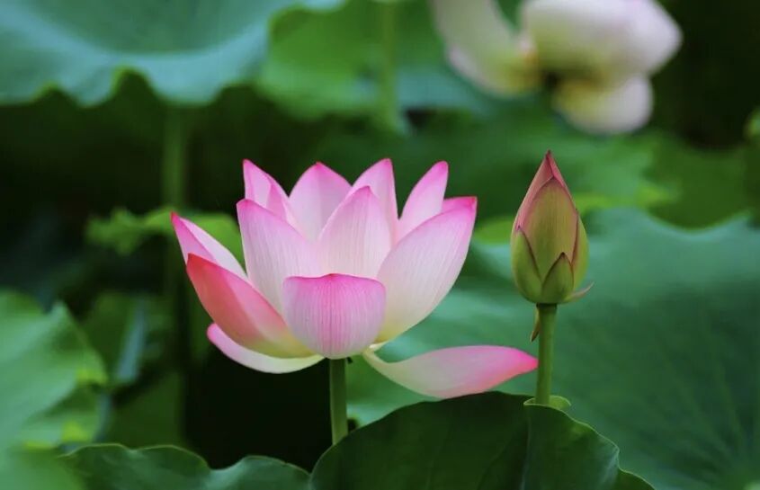 李祥林：皮肤病的汤方辨证