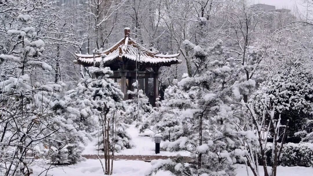 《雪落林院》王桂莲.jpg