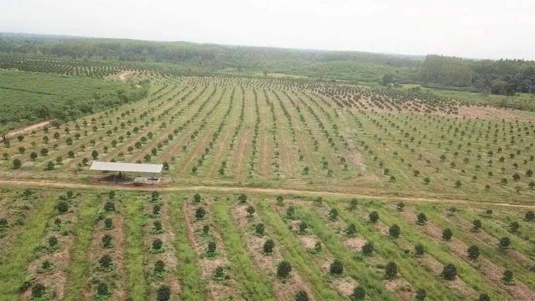 没有照片描述。