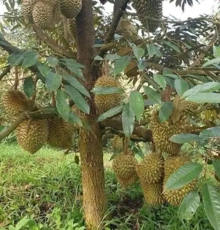 没有照片描述。