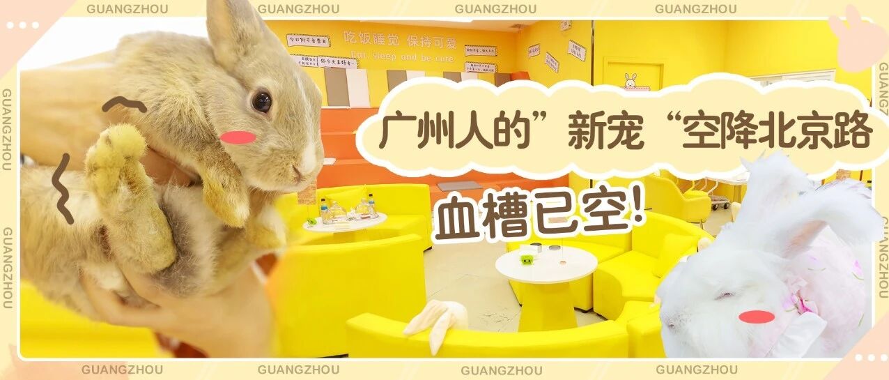 超火的『安哥拉巨兔』下午茶店，终于来广州了！！30只巨兔任撸，只要15元