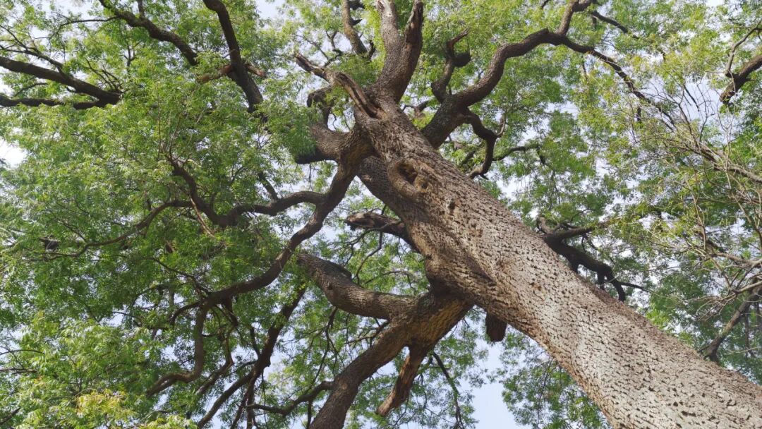 和草原局>工作信息>工作信息>黄连木为漆树科黄连木属植物,落叶乔木