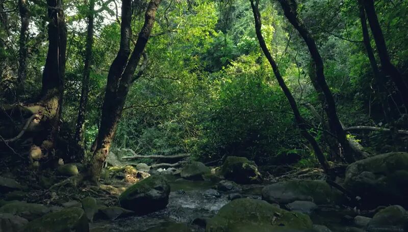 北回歸線上的綠色奇跡——走進中國第一個自然保護區(qū)