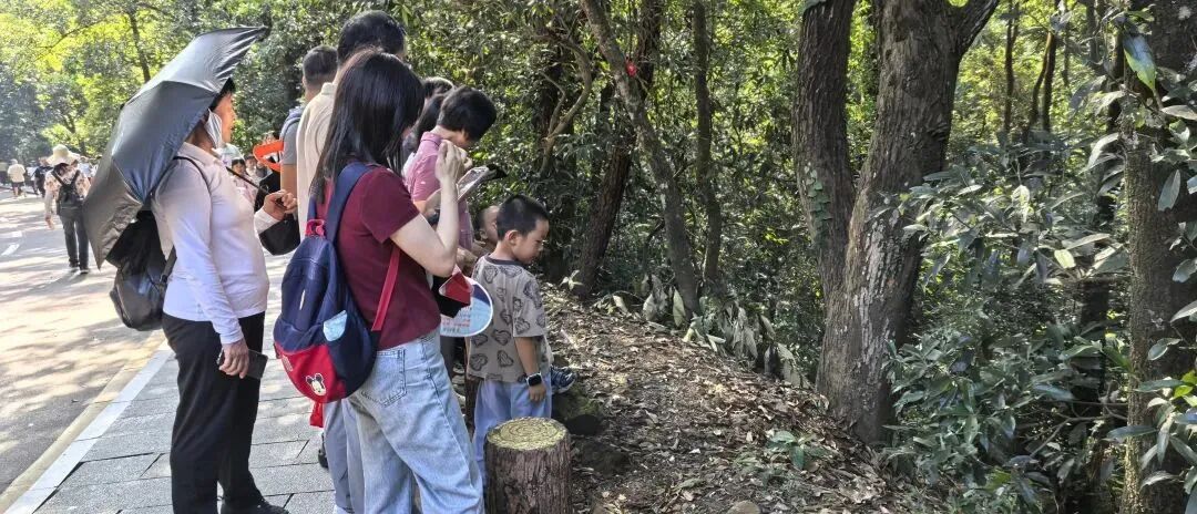 市民游客在肇庆鼎湖山景区偶遇白鹇，纷纷驻足观赏。以上2图 谢有锦 摄