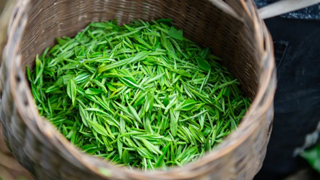 抹茶的颜色越绿越好吗？不同绿度对应的品质差异