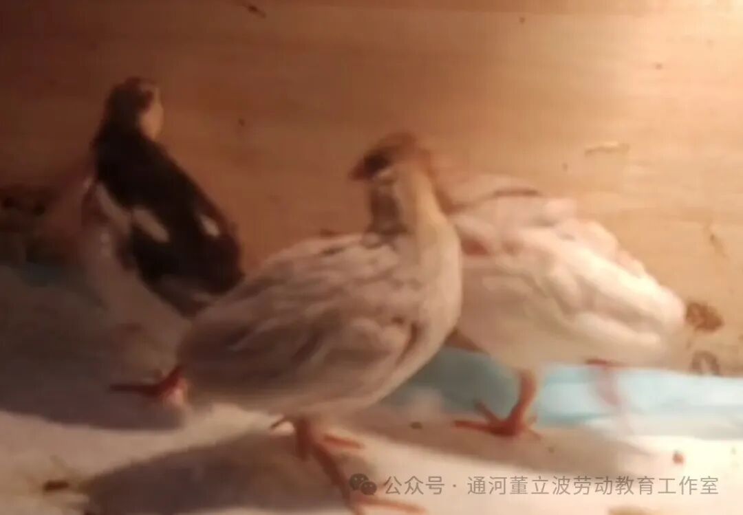 芦丁鸡开口饲料吃多久