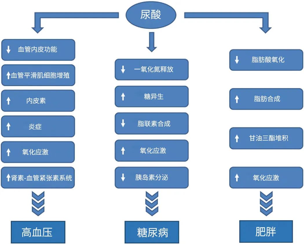 中国人的尿酸为啥越来越高了