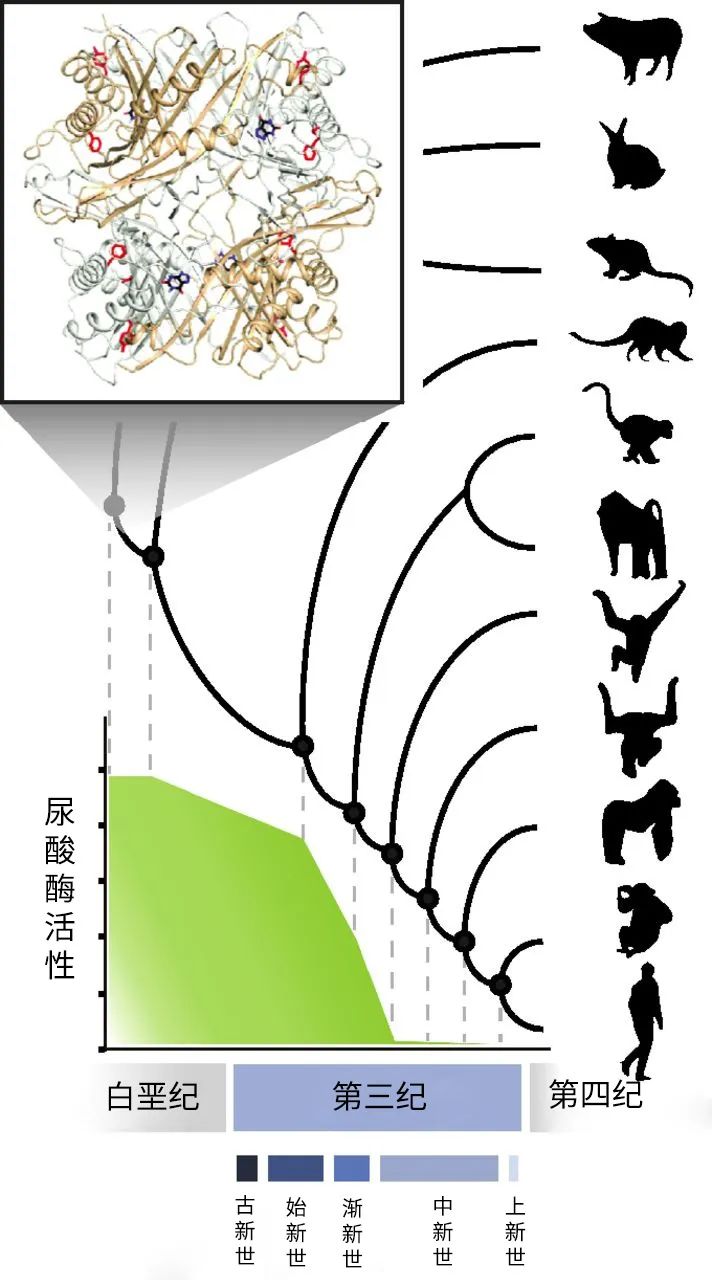 中国人的尿酸为啥越来越高了