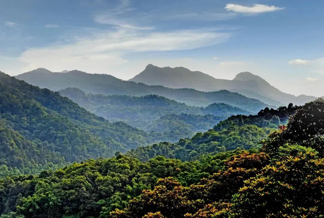 王子山森林公園（圖源：往期內(nèi)容）