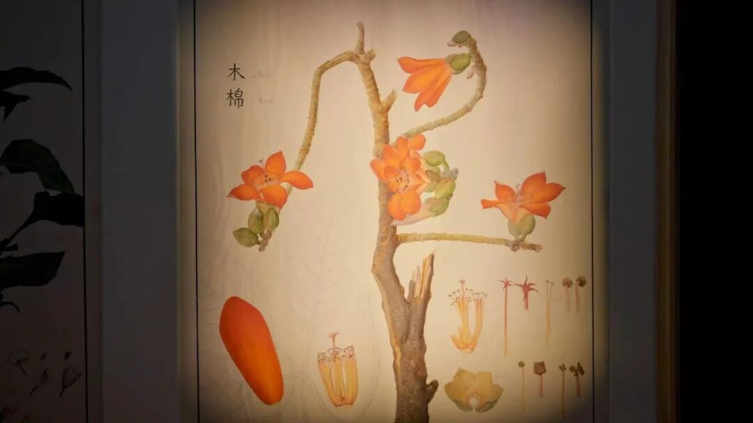 18世纪英国商人布莱克在广州主持创作的木棉图样
