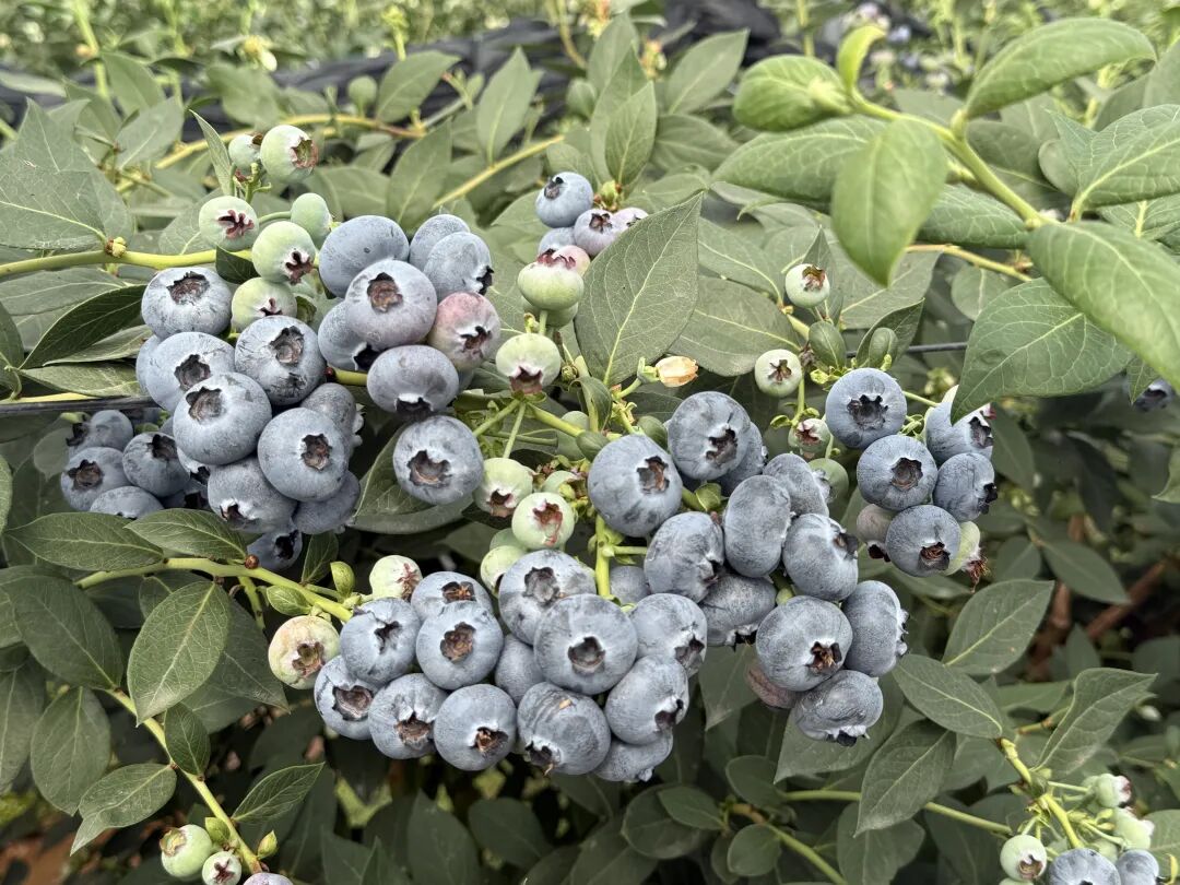 会东晴山蓝蓝莓基地：跨年度采摘，多元发展为乡村振兴注入强劲动力插图