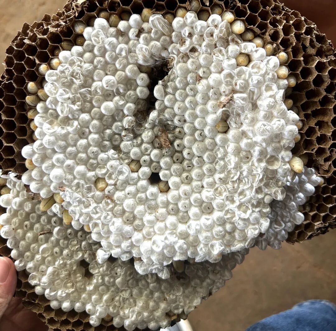 会东乌东德镇青山村许国金：从质疑起步，胡蜂养殖变乡村振兴 “新引擎插图2