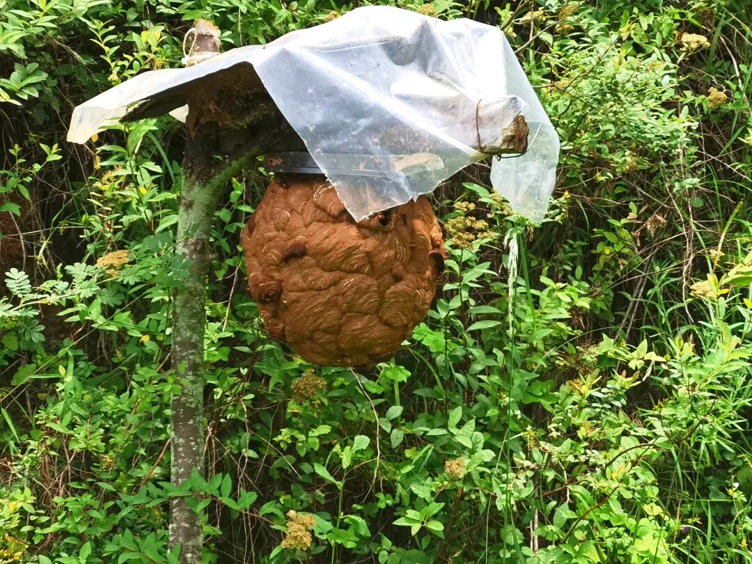 会东乌东德镇青山村许国金：从质疑起步，胡蜂养殖变乡村振兴 “新引擎插图