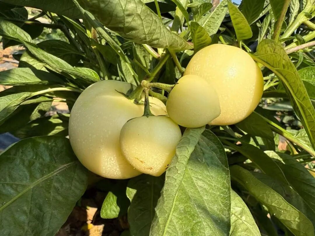 金沙江干热河谷结“金果” 会东溜姑乡：枇杷套人参果 一亩田收双倍益插图3