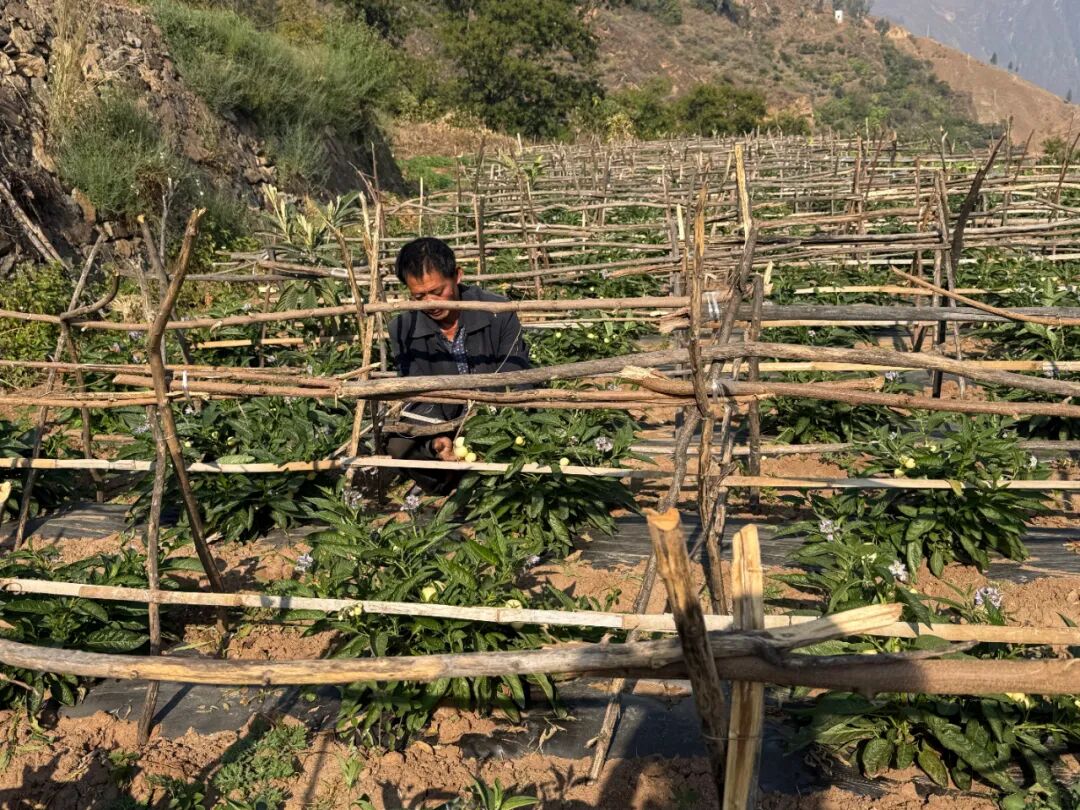 金沙江干热河谷结“金果” 会东溜姑乡：枇杷套人参果 一亩田收双倍益插图