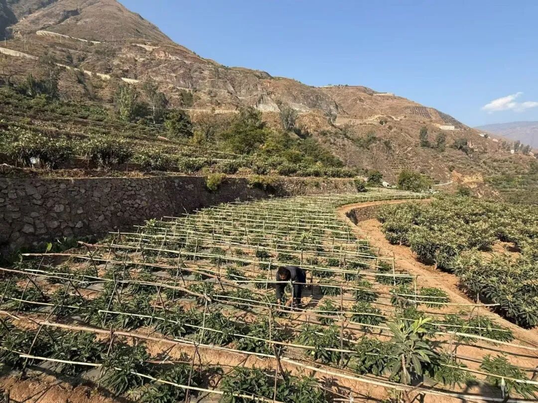 金沙江干热河谷结“金果” 会东溜姑乡：枇杷套人参果 一亩田收双倍益插图2