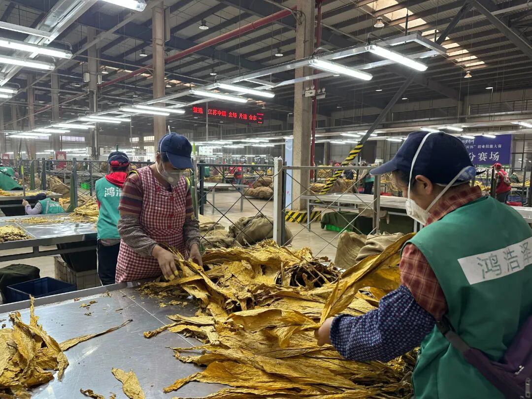 会东复烤厂 10 月 20 日全面启动打叶复烤，各生产线马力全开保障生产插图