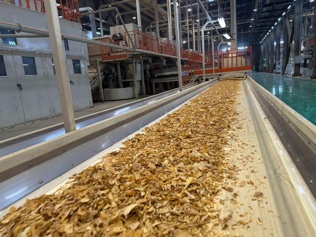 会东复烤厂 10 月 20 日全面启动打叶复烤，各生产线马力全开保障生产插图1