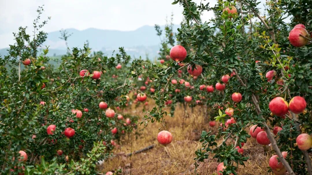 2025 四川省 “天府百姓大舞台” 攀西片区汇演暨 “和美乡村・稻会东” 田园丰收季来袭，川滇文化盛宴等你体验！插图27