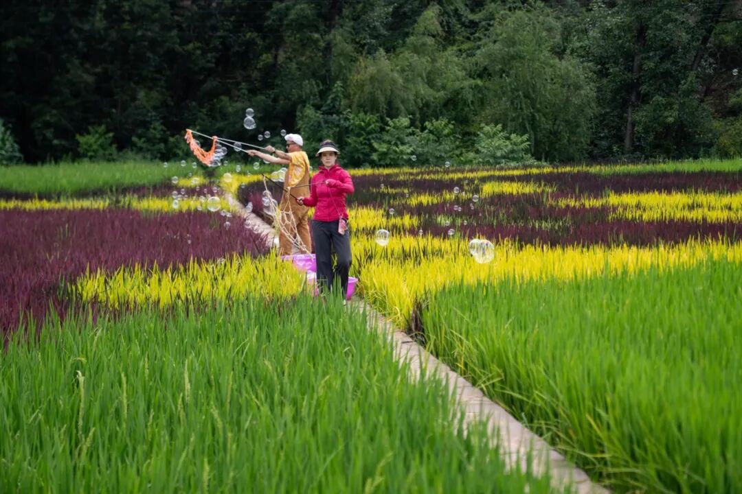 2025 四川省 “天府百姓大舞台” 攀西片区汇演暨 “和美乡村・稻会东” 田园丰收季来袭，川滇文化盛宴等你体验！插图31