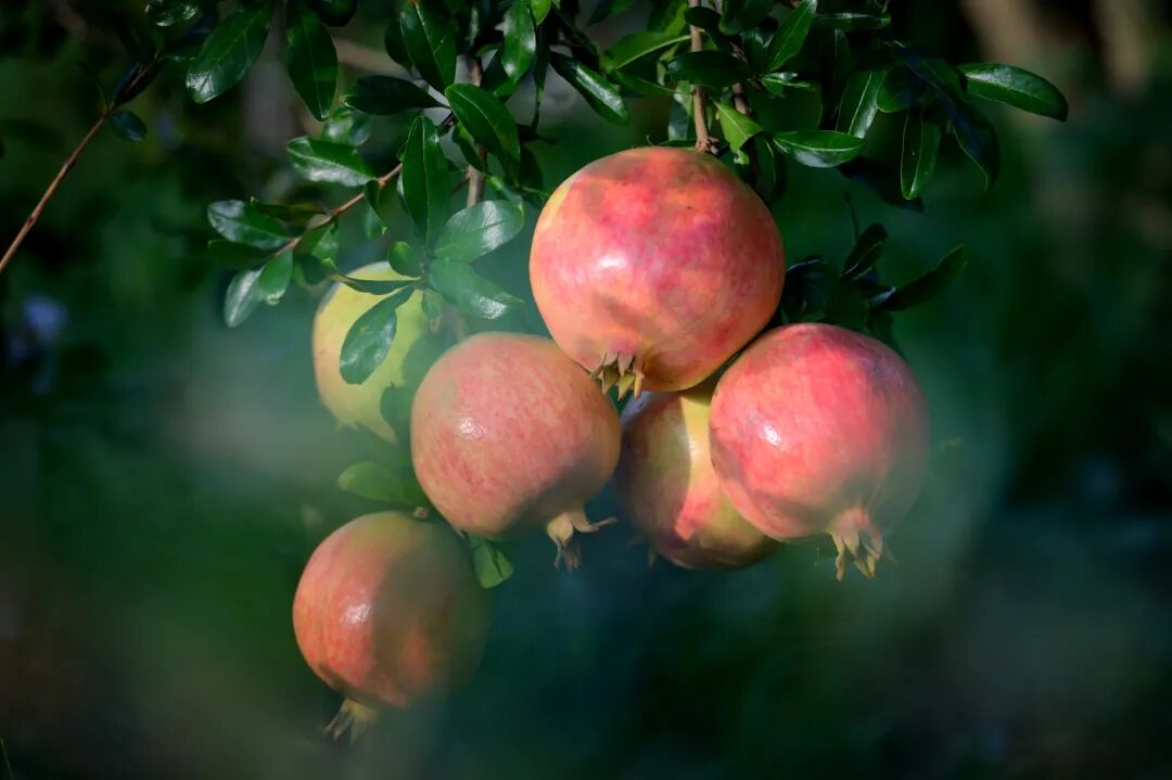 2025 四川省 “天府百姓大舞台” 攀西片区汇演暨 “和美乡村・稻会东” 田园丰收季来袭，川滇文化盛宴等你体验！插图29