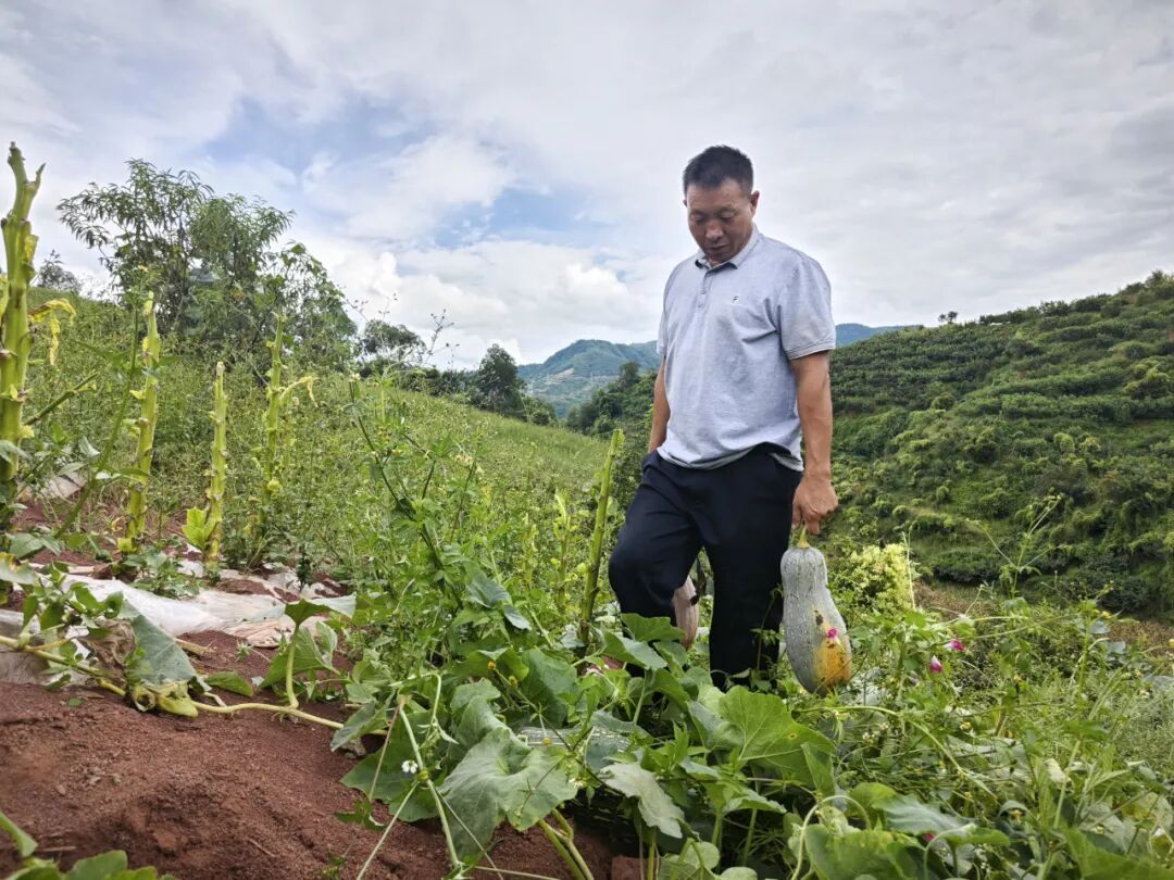 会东：中国烟叶第一大县的十年蝶变，产业扶贫、科技赋能与粮烟融合之路插图4