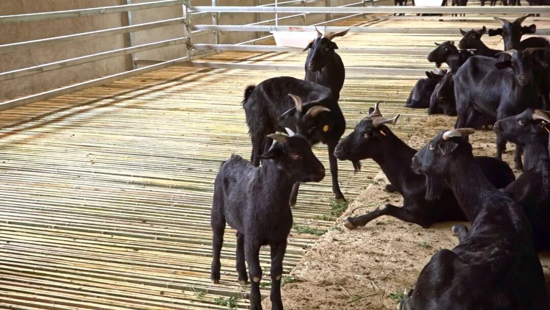 会东县：技术下沉赋能肉羊养殖，特色产业激活乡村振兴新动能插图1