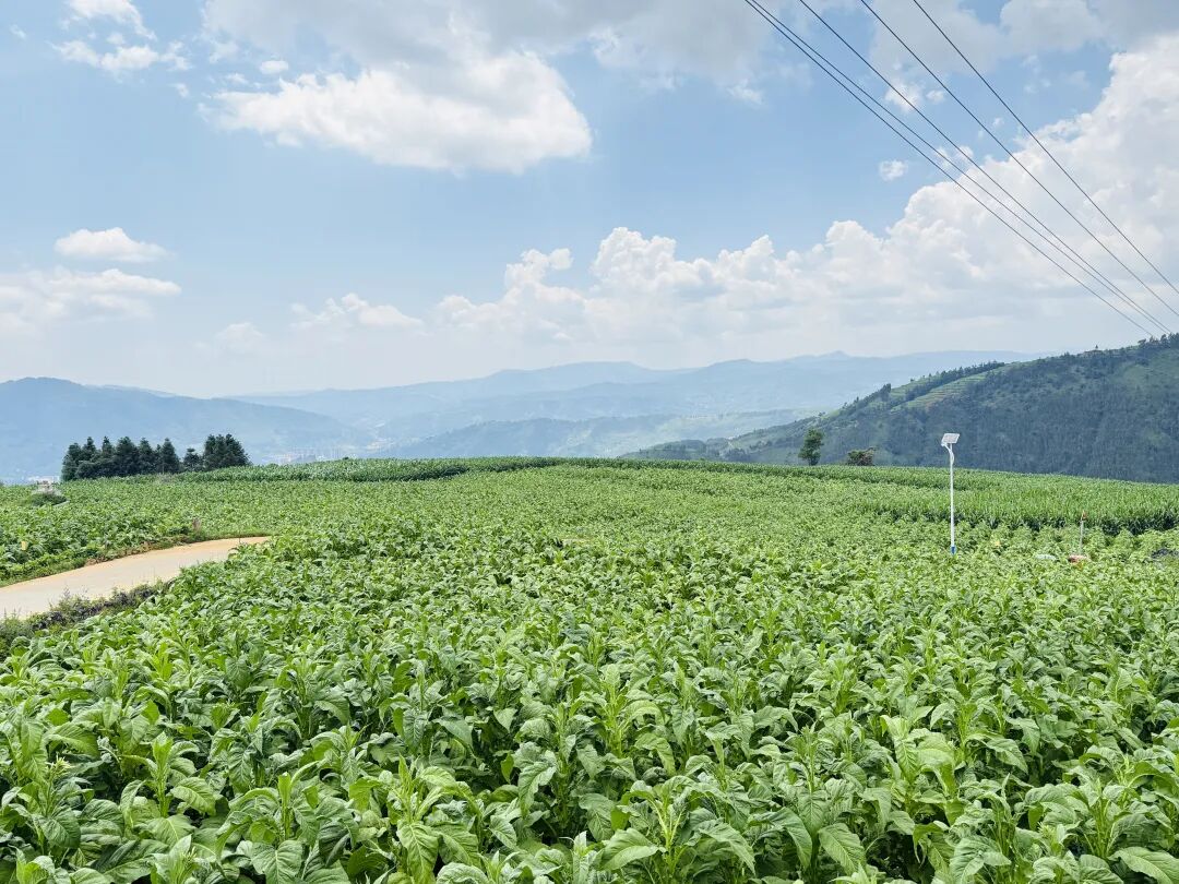 会东烟田：打顶抹芽绘就乡村振兴“丰”景画卷插图4