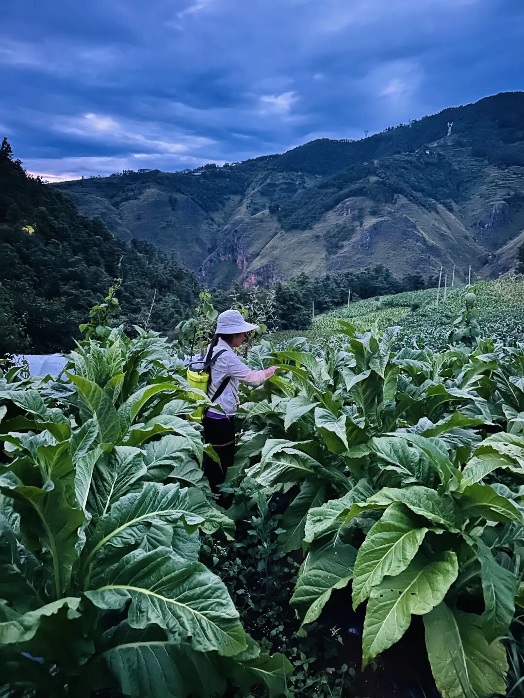 会东烟田：打顶抹芽绘就乡村振兴“丰”景画卷插图3