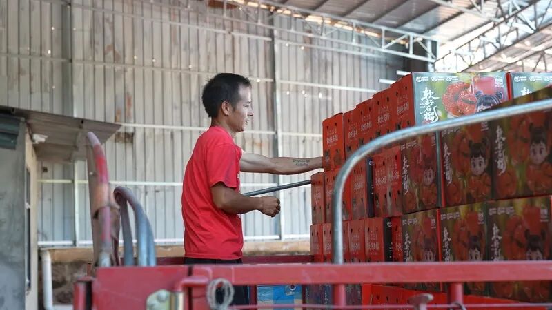 电商赋能，姜州镇石榴产业绘就乡村振兴新画卷插图1