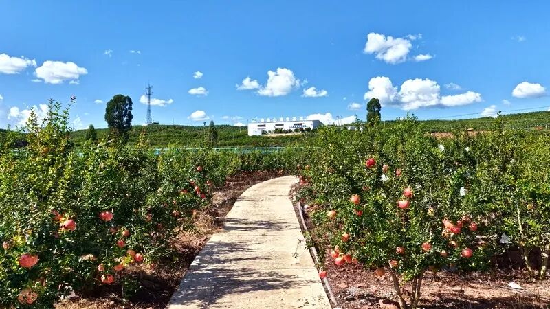 电商赋能，姜州镇石榴产业绘就乡村振兴新画卷插图