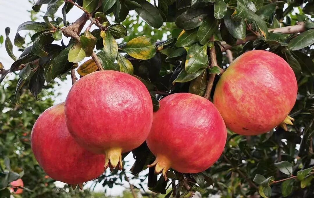 电商赋能，姜州镇石榴产业绘就乡村振兴新画卷插图2