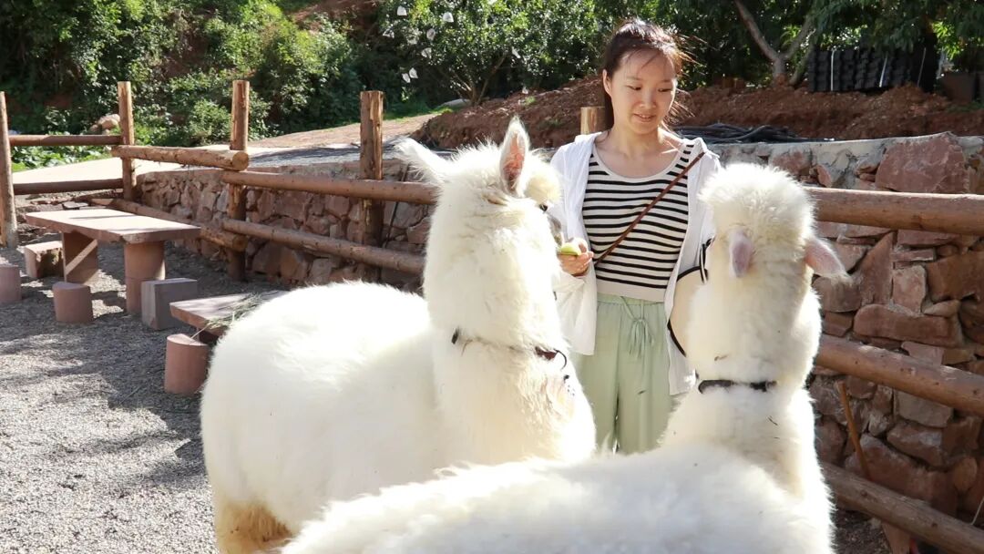 稻田音乐会“潮”涌乡村，会东文旅融合奏响乡村振兴“爆款”强音插图3