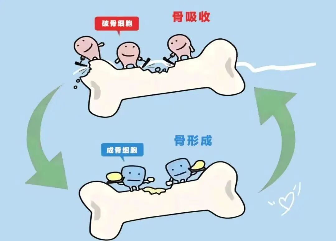 双能x骨密度检测仪为什么非得输入体重身高【健康管理中心】 双能X射线骨密度仪：精准守护骨骼健康，开启筛查新维度_https://www.jmylbn.com_新闻资讯_第2张