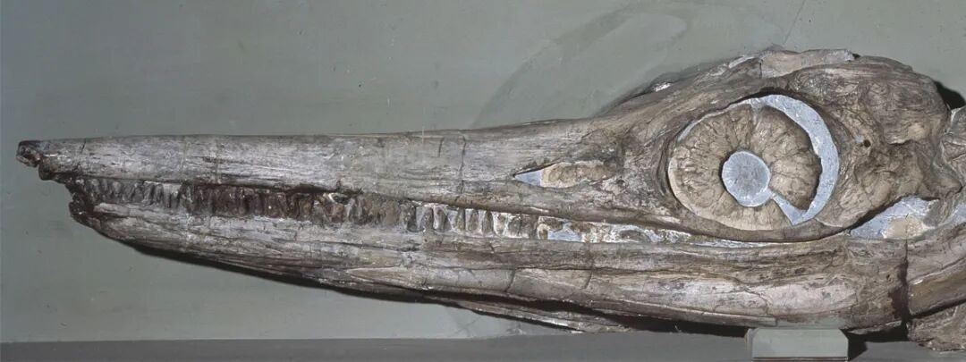 5 首个被科学描述并发表的完整鱼龙头骨.png