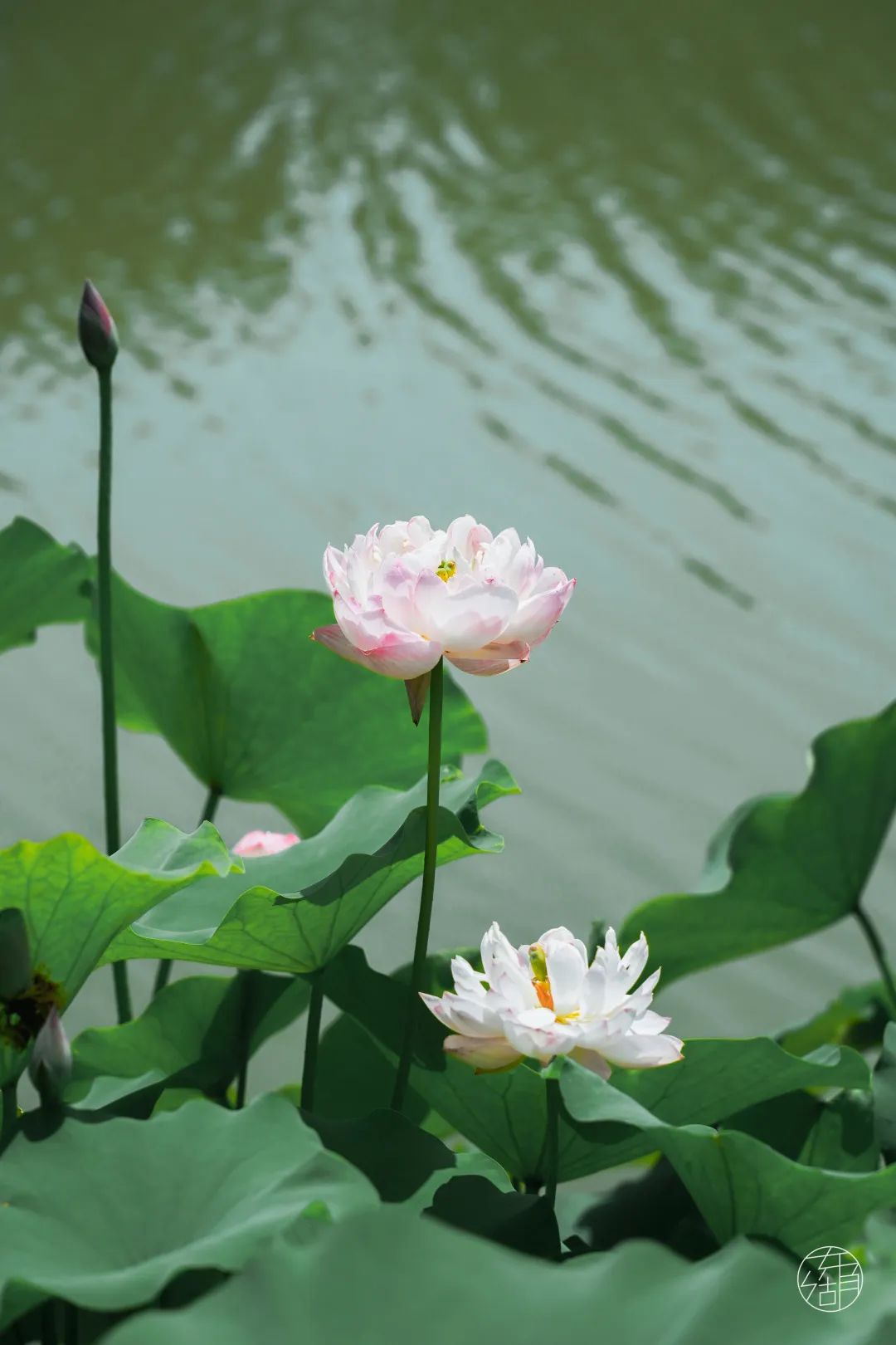 武汉东湖荷花图片