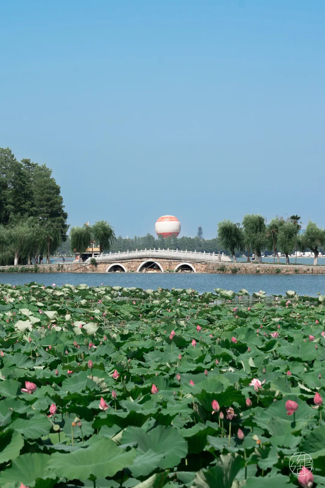 武汉东湖荷花图片