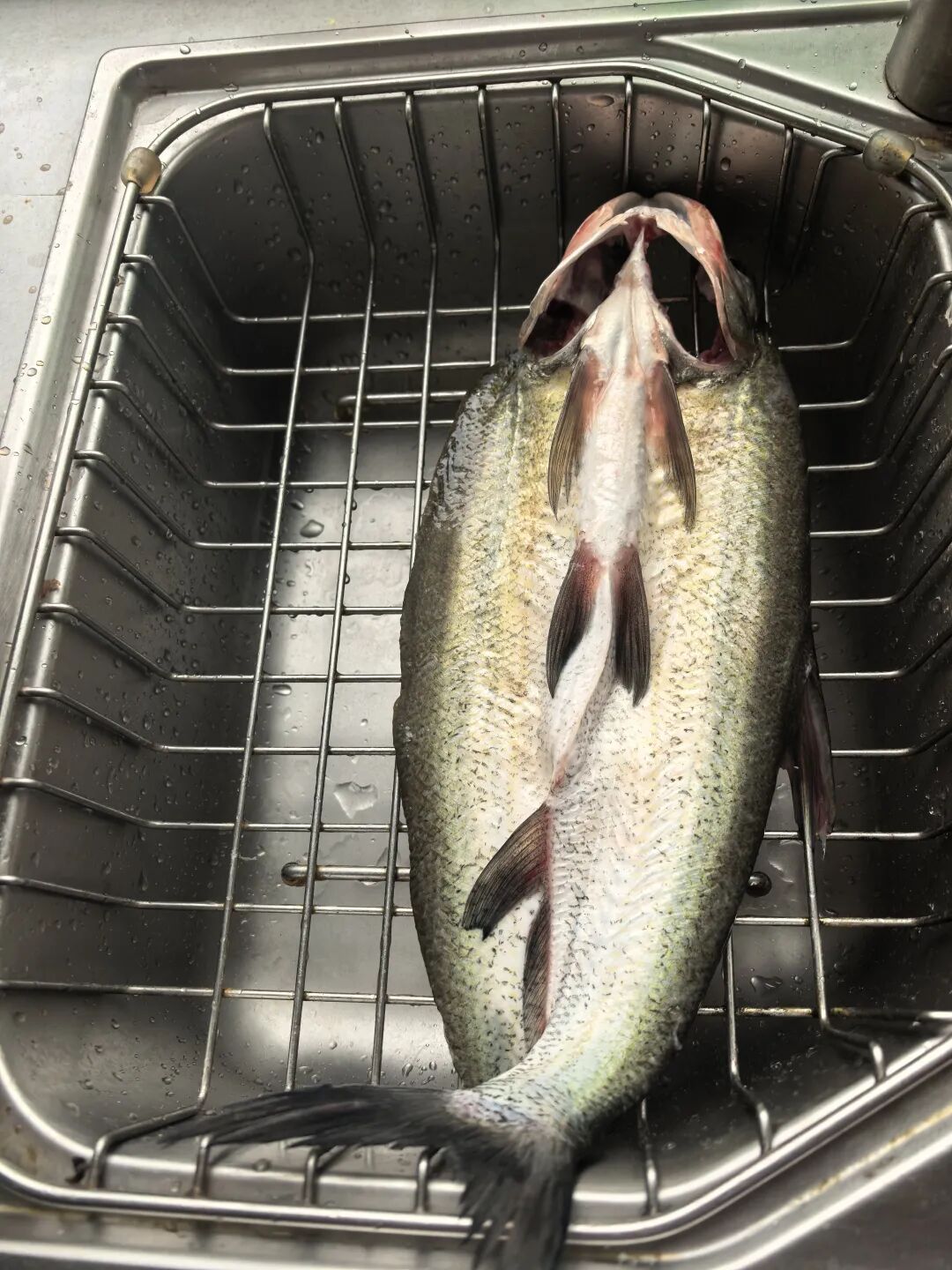 今天分享我怎么做清蒸白鱼的