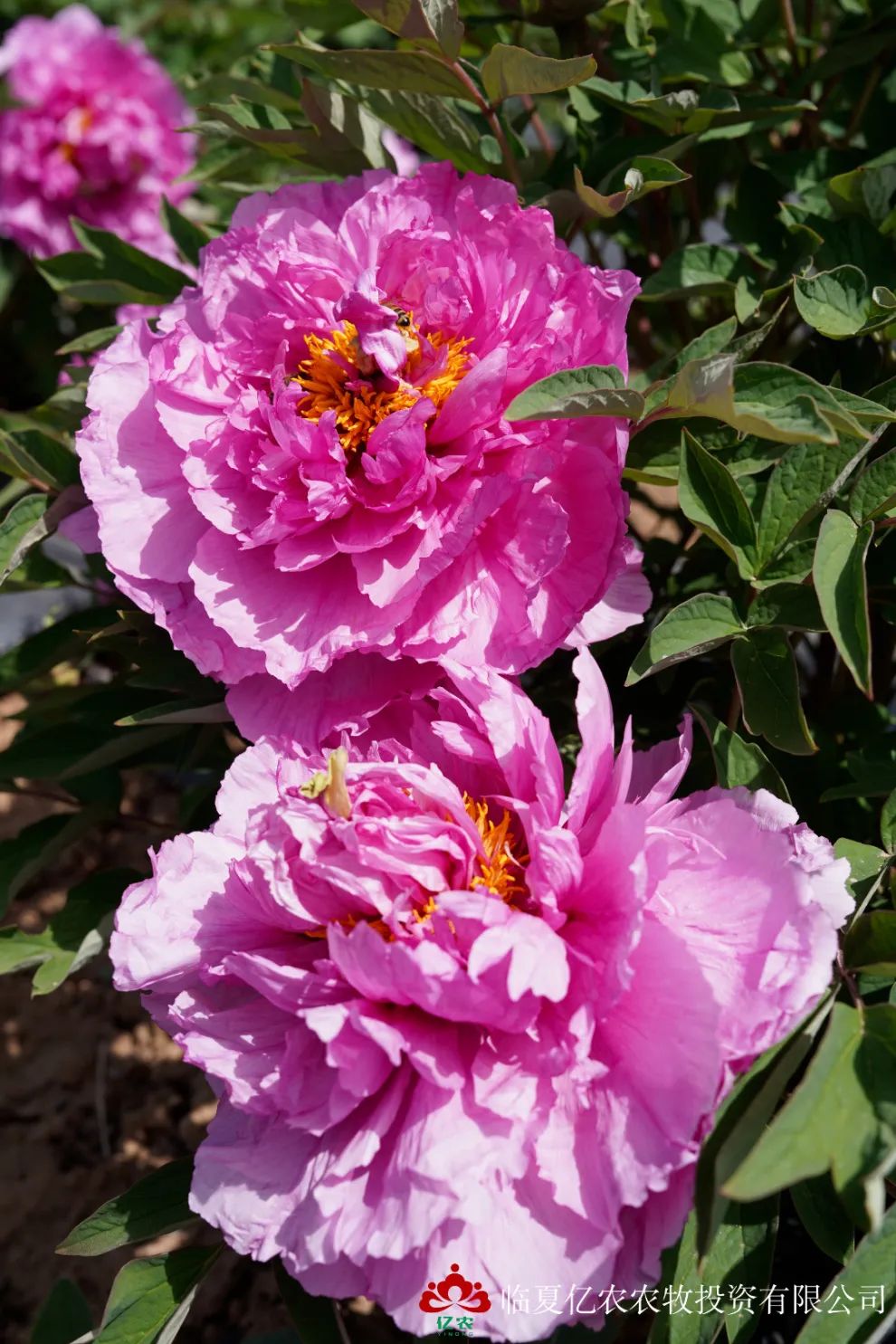 DSC03657.jpg
