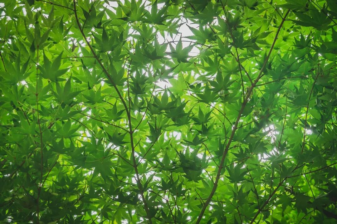 森林, 树, 大自然, 阳光, 光, 叶子, 绿色, 植物, 夏天, 枫树