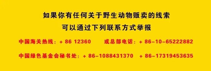 记吃不记打：昨天果子狸，今天穿山甲，明天会是谁？