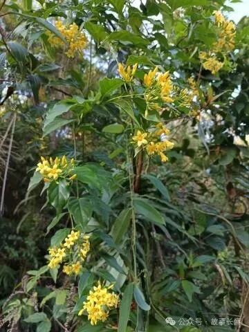 广东一老人买药材煲汤中毒身亡