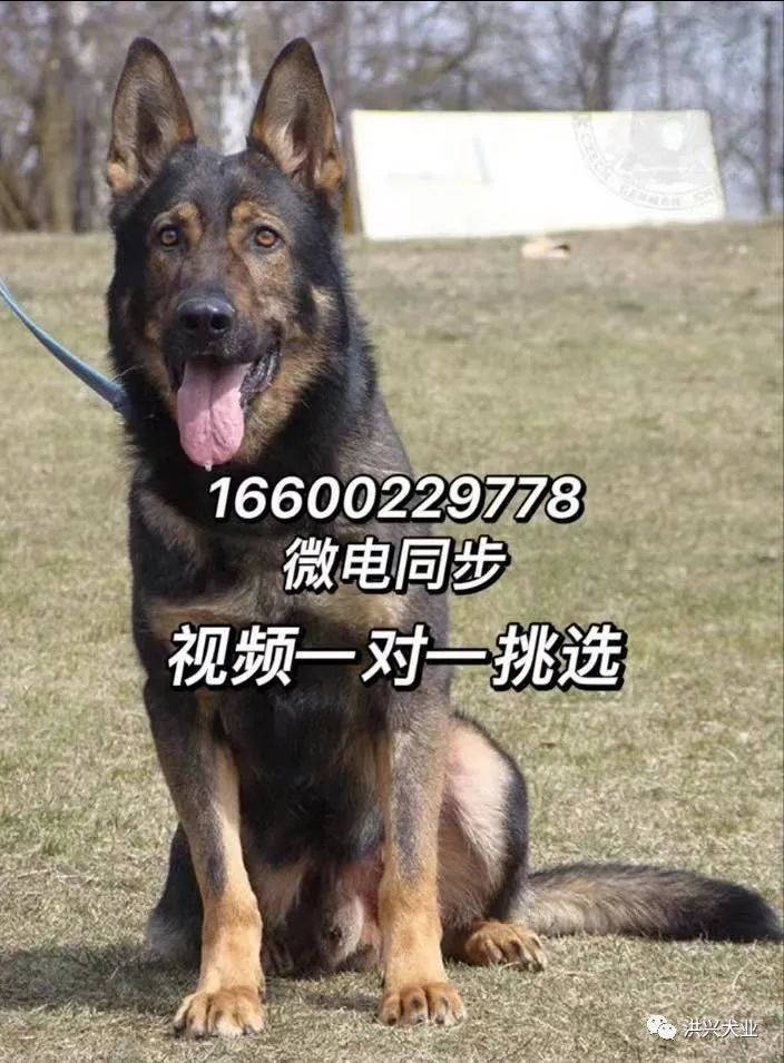 边牧犬多少钱一只纯种边牧幼犬图片价格