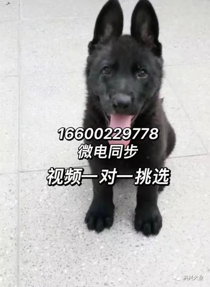 边牧犬多少钱一只纯种边牧幼犬图片价格