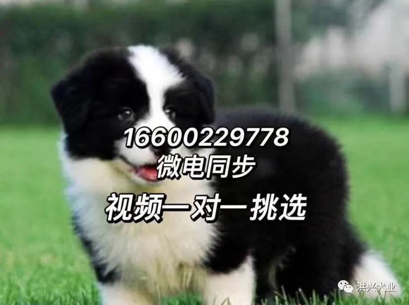 边牧犬多少钱一只纯种边牧幼犬图片价格