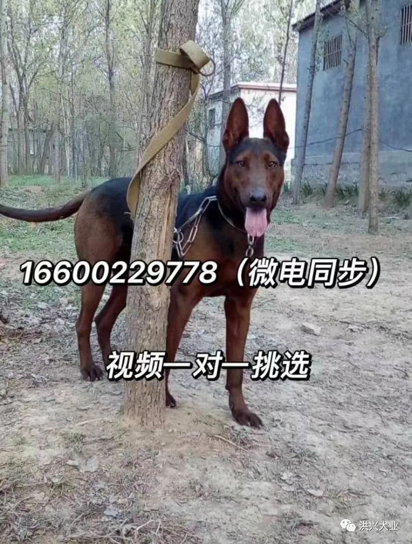 黑狼犬多少钱一只纯种黑狼犬图片价格