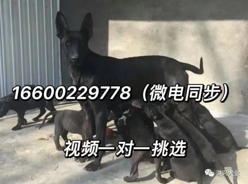 莱州红犬多少钱一只纯种莱州红幼犬图片价格