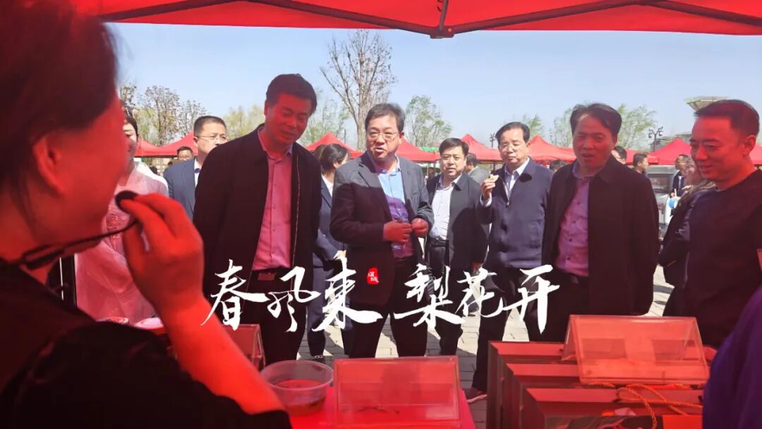 春风来梨花开2024中国蒲城第七届梨花文化旅游节开幕