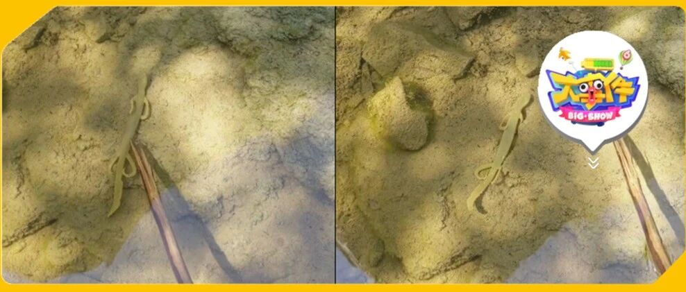 “请问这是什么不明物种？”生物博主的回答哈哈哈哈哈