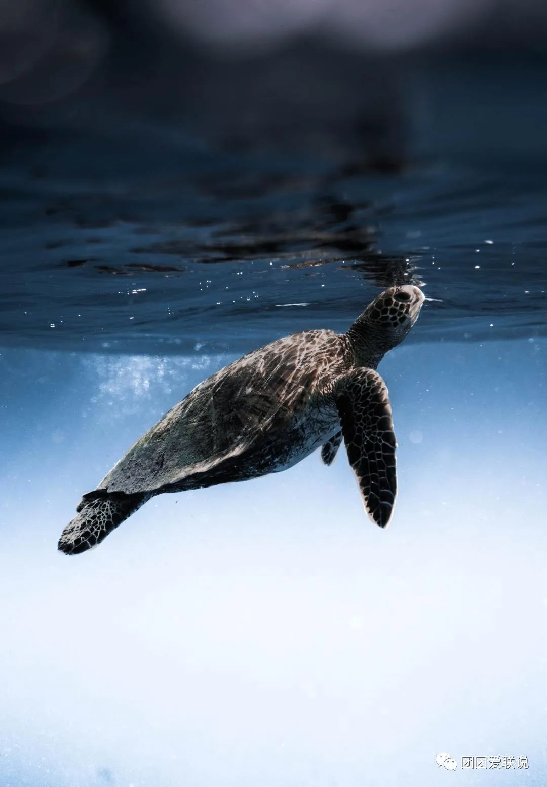 海底世界生物名称大全_海底世界的生物千奇百怪_世间海底生物